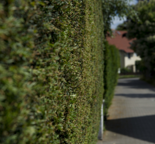 This is a photo of a large hedge next to the side of a road that has just been cut. There is a house in the distance.