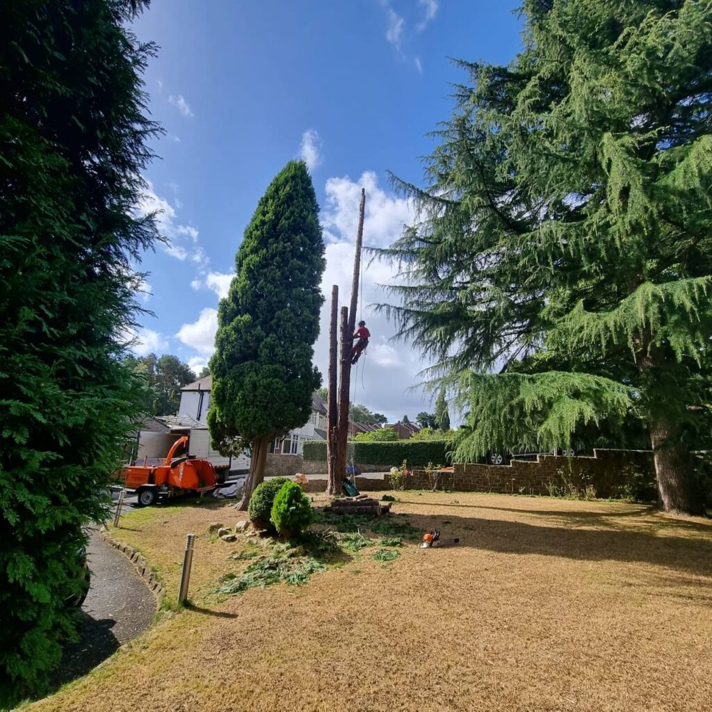 This is a photo of a tree which is being felled. The Trunk is all that is left remaining as all branches have been removed. There is an arborist from The WS13 Tree Surgeons half way up the trunk, still working on it.