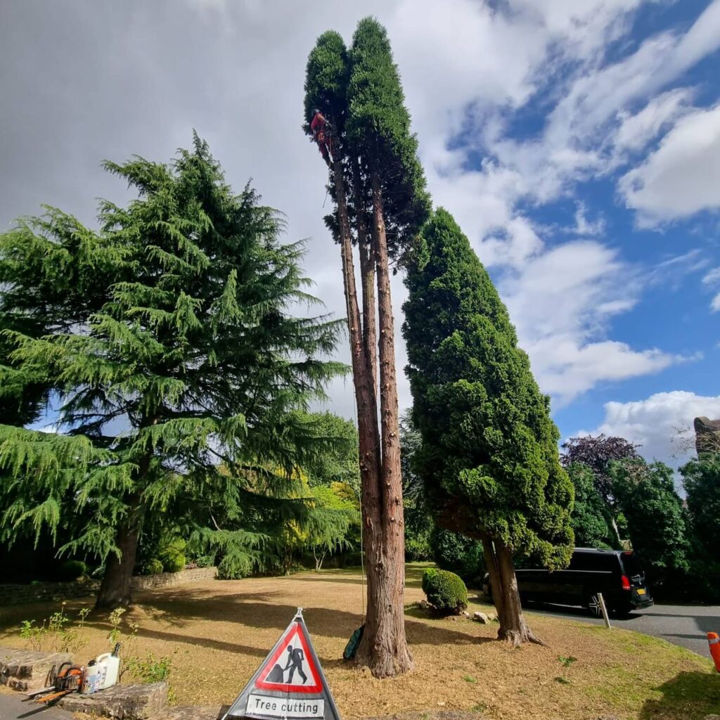 This is a photo of a tree that has had a significant amount of crowning and thinning carried out by The WS13 Tree Surgeons