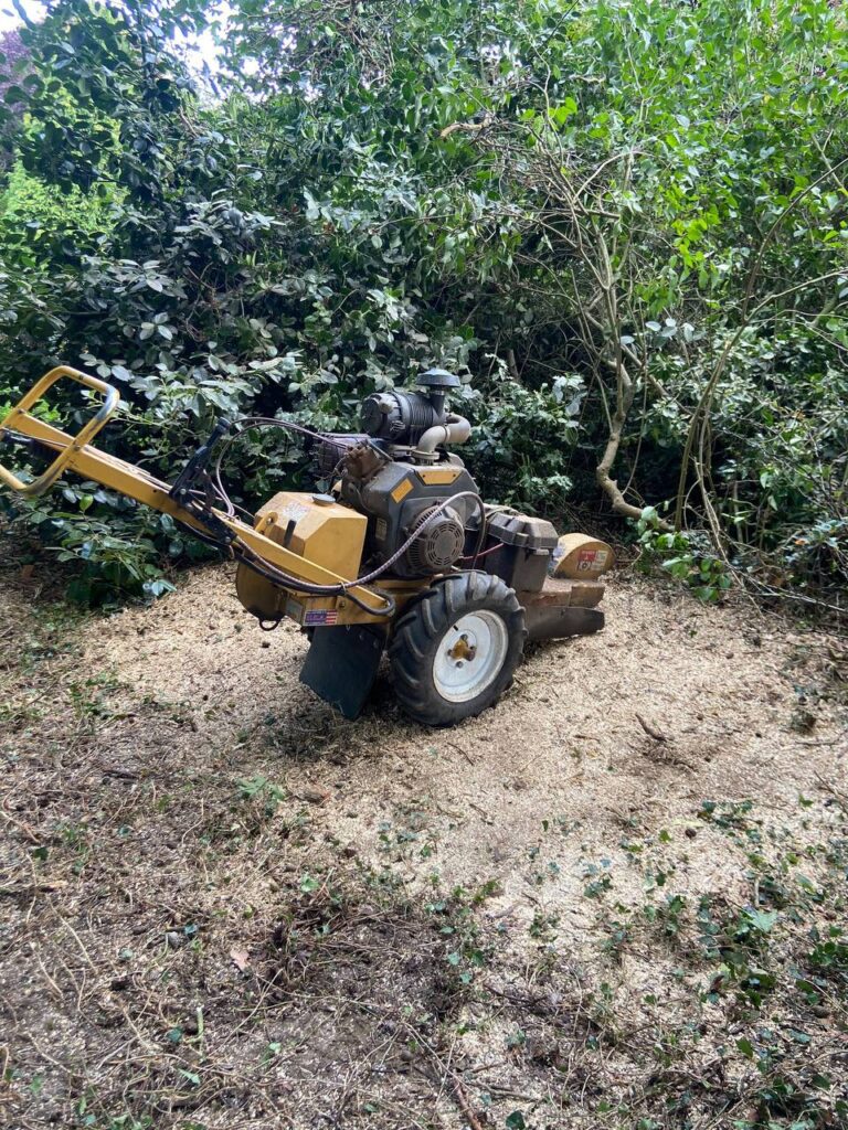 This is a photo of a stump grinder which is a being used to grind a large tree stump. All works carried out by the operatives of The WS13 Tree Surgeons