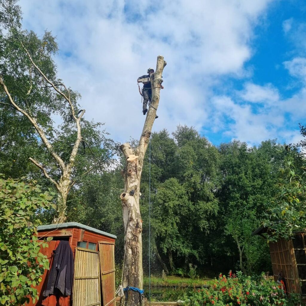 This is a photo of the operatives at the WS13 Tree Surgeons felling a tree. The arborist isup the tree using a chainsaw to remove sections of the trunk until the tree is fully removed.