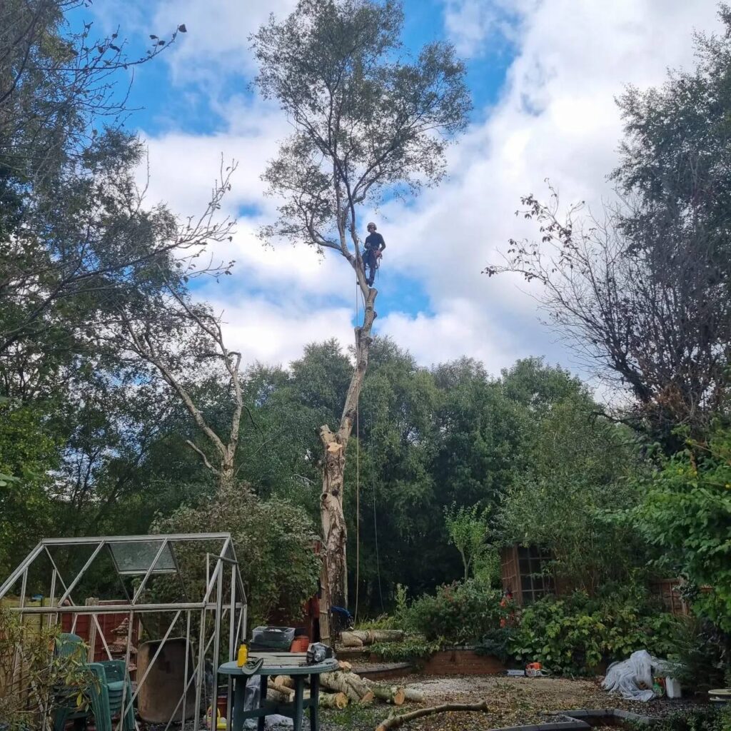 This is a photo of a tree being crowned by the WS13 Tree Surgeons. The photo has been taken in a clients garden and the tree is located next to a greenhouse