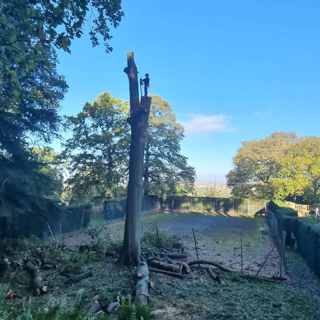 This is a photo of The WS13 Tree Surgeon operative standing on top of a large tree that is being cut down in sections. The tree is next to a tennis court which is in need of refurbishment
