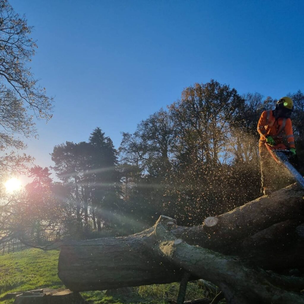 This is a photo of the operatives at the WS13 Tree Surgeons cutting a section of a large tree up into smaller parts. One of the operatives is standing on the tree cutting a part of the tree off using a large chainsaw