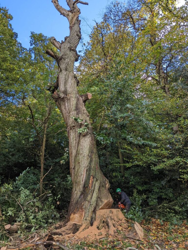 This is a photo of the operatives at the WS13 Tree Surgeons felling a large tree. There is a photo of a professional arborist cutting a wedge section out to allow the tree to fall.