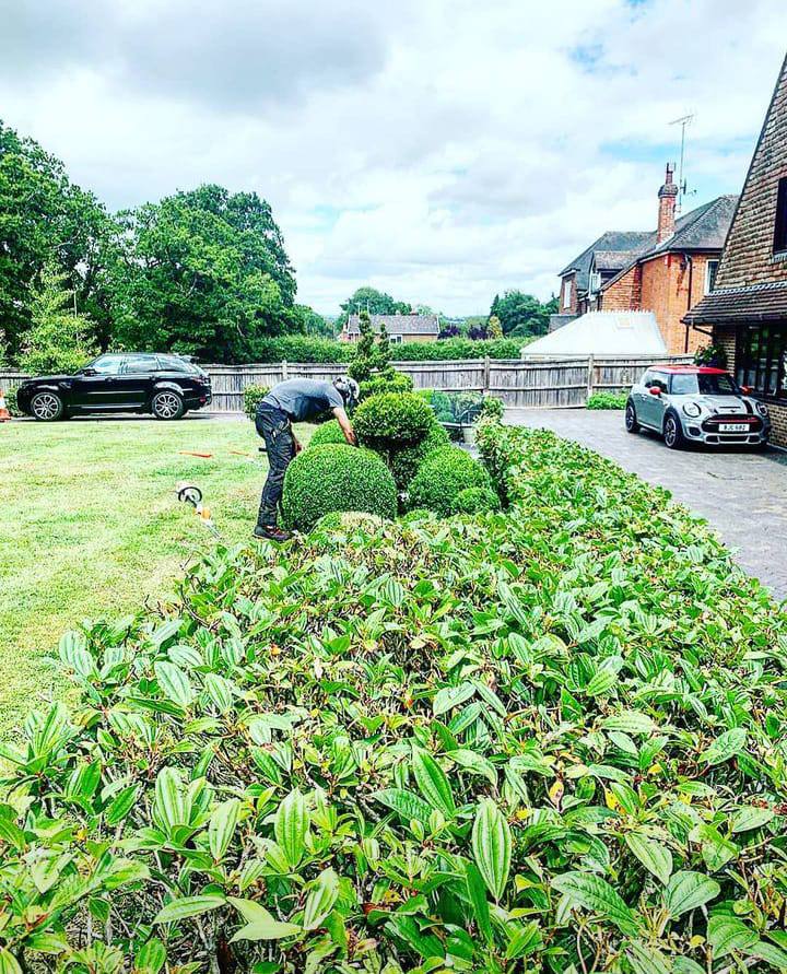 This is a photo of a hedge that has just been professionally trimmed in a clients garden. There is a house and two cars in the background.