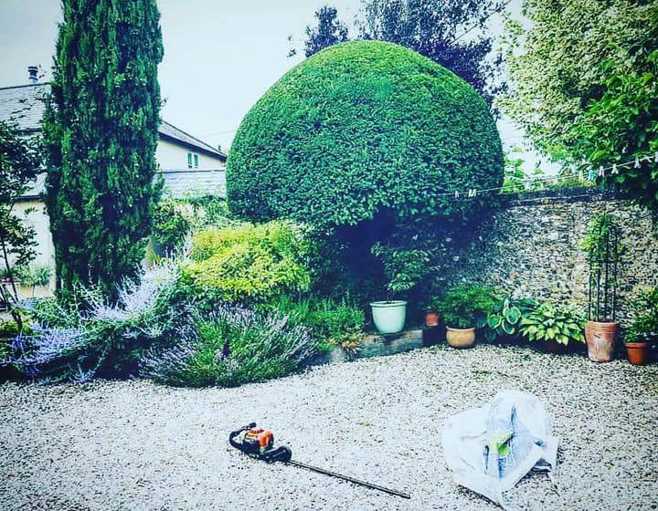 This is a photo of a bush that has been sculpted in a brick walled garden into a round shape. There is also a photo of a hedge cutter on the ground.