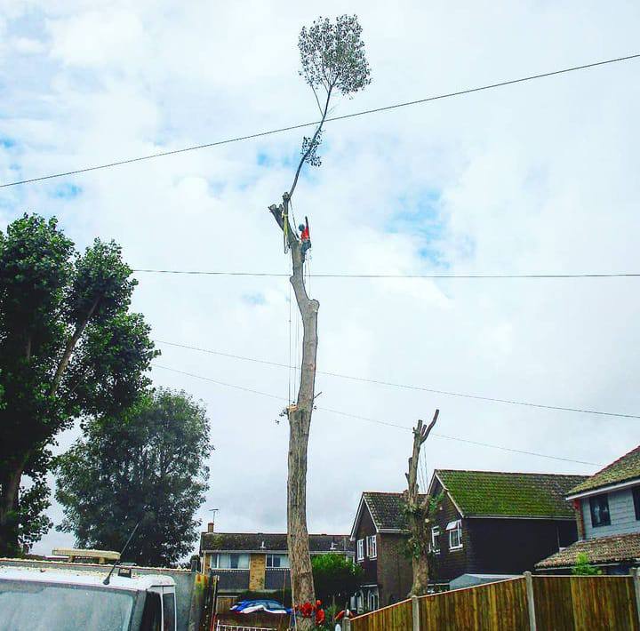 This is a photo of a tree surgeon carrying out tree removal. He is cutting the top section off. There are houses in the background, and a van