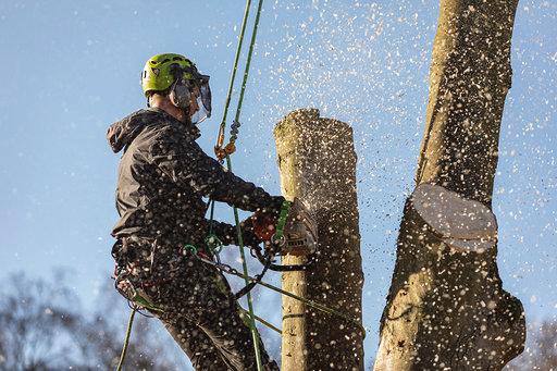 This is a photo of an arborist cutting a section of a tree off.